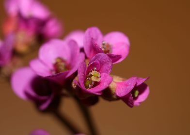 Pyrola flower blossoming