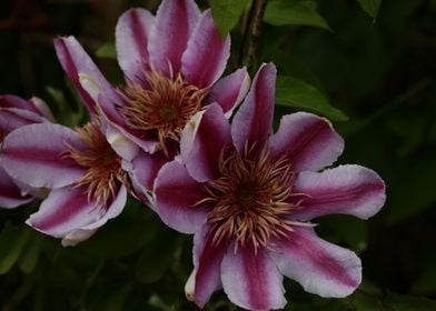 Clematis flower blossoming