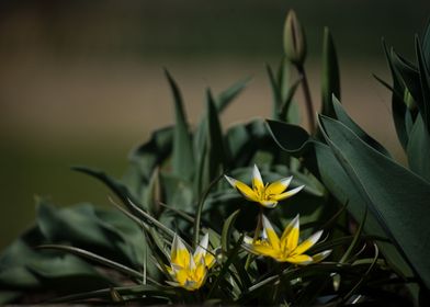 Yellow waterlily