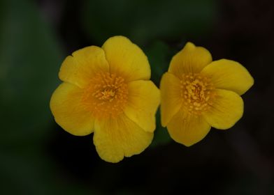 Yellow caltha flower macro