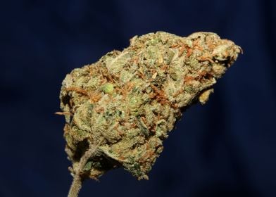 Cannabis bud Lemon haze