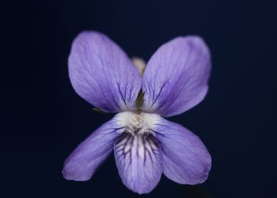 Viola flowering close up 