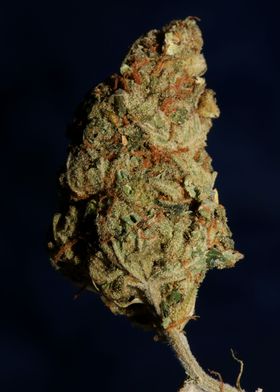 Cannabis bud Lemon haze