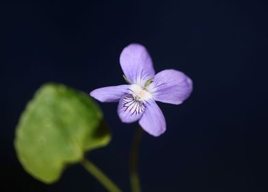 Viola flower blossoming