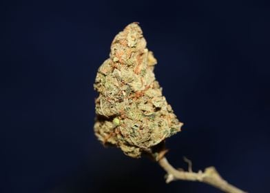 Weed bud super lemon haze