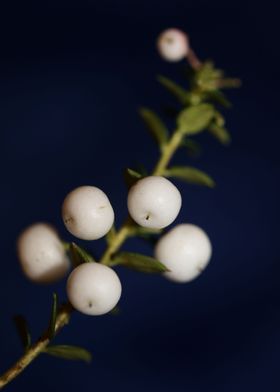 White Gaultheria fruits