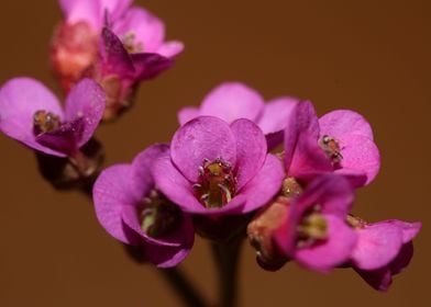 Pyrola flower blossoming