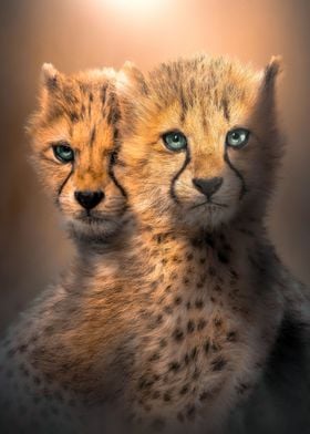 Cheetah Cubs