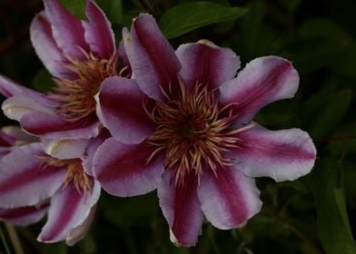 Clematis flower blossoming