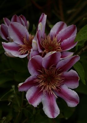 Clematis flower blossoming