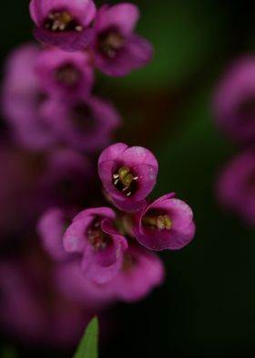 Purple pyrola flower macro