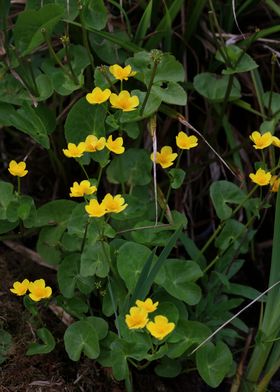 Caltha flower blossoming