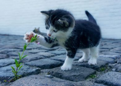 Animals cat kitten cute