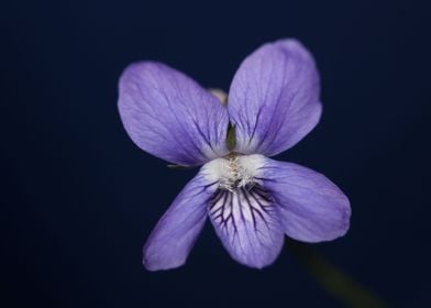 Viola flowering close up 