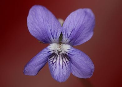 Viola flower blossoming