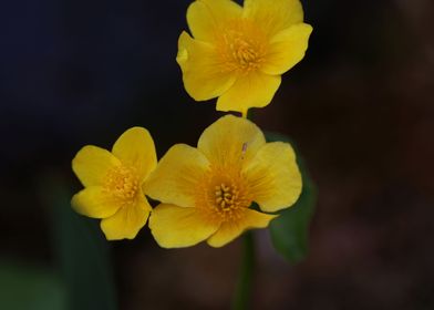 Yellow caltha flower macro