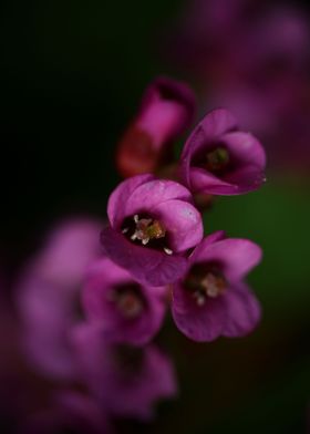 Purple pyrola flower macro