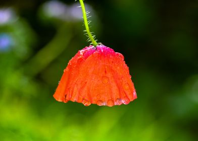 Poppy after the rain