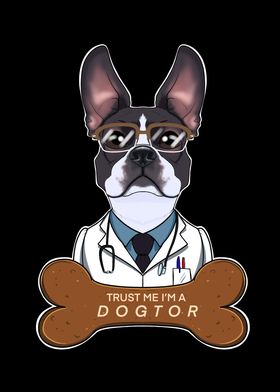 Veterinary Boston Terrier