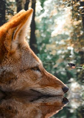 Fox Butterfly Reflection