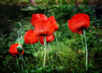 Red poppy