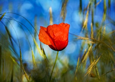 A poppy in a field