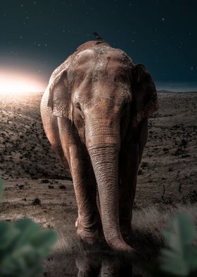 Midnight Elephant