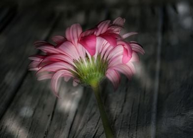 Flower in pink