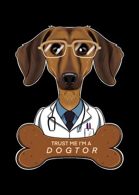 Veterinary Dachshund