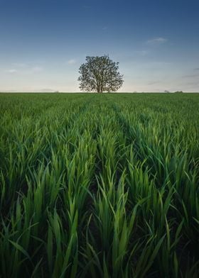 Solitary tree in land