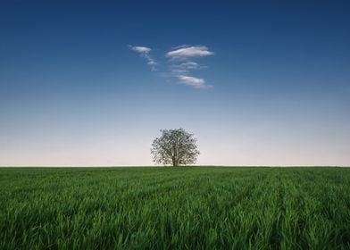 Lone tree in the field