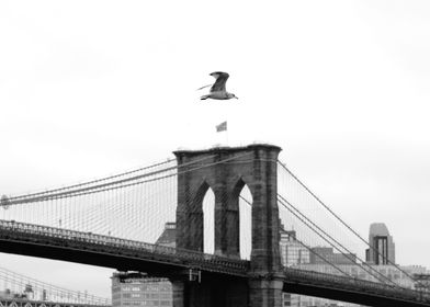 Brooklyn Bird