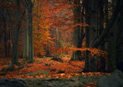 Autumn forest