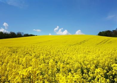 Rape blossom