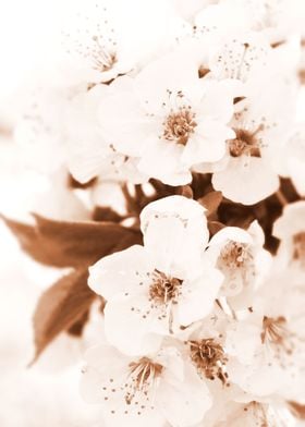 Blush spring blossoms