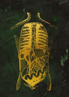 Abdominal arteries 