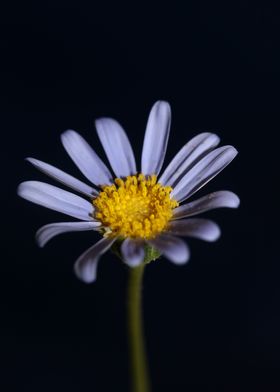 Blue Felicia flower macro