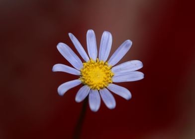 Felicia flower blossoming