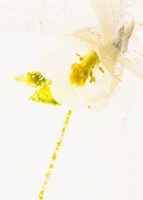 Aquilegia in ice 2