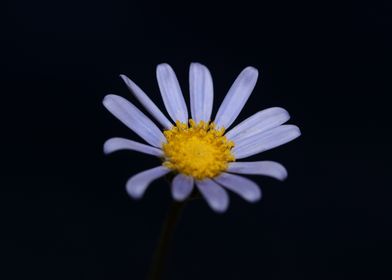 Blue Felicia flower macro