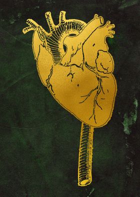 Aorta and Heart 