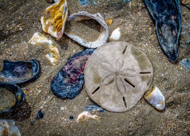 Sand Dollar on Edisto