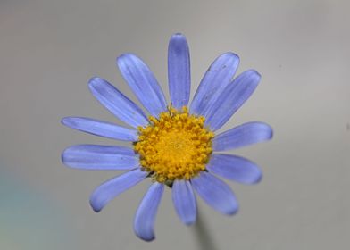 Blue Felicia flower macro