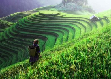 Rice terrace