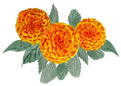 Orange Hydrangea Flowers