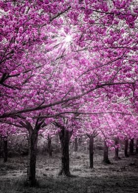 Cherry blossoms sunlight