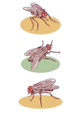 Fly pattern