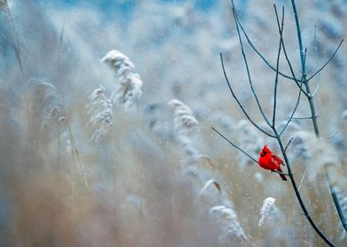 cardinal alone