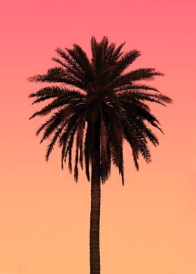 Sunset With Palm Tree