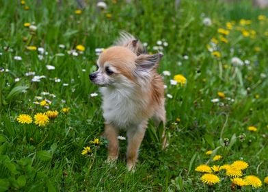 Chihuahua dog on a meadow